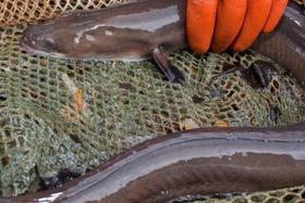 Foto della petizione:Grundsätzliches und unbegrenztes Fangverbot für den Europäischen Aal für die Gewässer Deutschlands