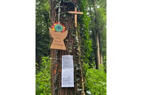 Bild der Petition: Günstigere Holz- statt Stahlbrücke in den Süchtelner Höhen - Bäume und Hohlweg erhalten!