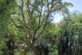 Imagen de la petición: Hände weg vom grünen Hinterhof in München-Untersendling LIN25.de