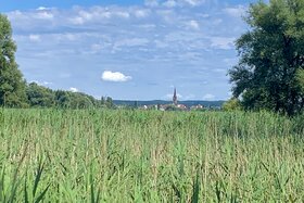 Imagen de la petición:Hände weg vom Seeufer-Biotop "Streuhau" in Radolfzell am Bodensee!