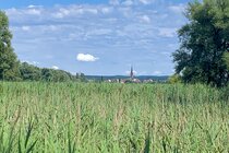 Hände weg vom Seeufer-Biotop "Streuhau" in Radolfzell am Bodensee!
