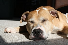 Slika peticije:Haltebewilligung für alle Hunde im Kanton Zürich
