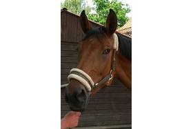 Bild der Petition: Haltungsverbot für den Fahrsportler aus Rhede/Bocholt, der sein Pferd halbtot geschlagen hat!