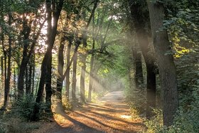 Afbeelding van de petitie: Hankelwald retten - keine neue Landesstraße durch Zeuthen!
