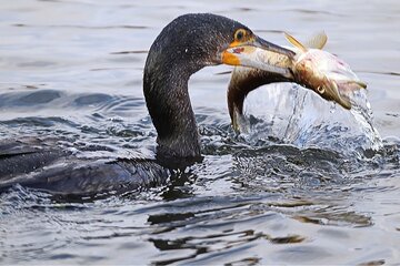 Bild der Petition Heimische Fischbestände schützen - Kormoranmanagement im Saarland jetzt umsetzen!