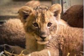 Photo de la pétition :Helft den Zoos, Tierparks, Tierheimen und Gnadenhöfen