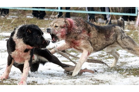 Picture of the petition:Help End 'Superior Breed' Dog Fighting in Kyrgyzstan