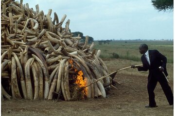 Image of the petition Help ons tegen het stropen van dieren!