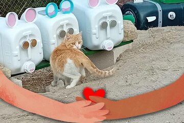 Image of the petition Help the street cats of Blanca, Murcia! The town hall ignores Spain’s animal protection