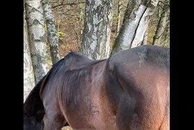 Bild der Petition: Herausgabe der unterernährten Pferde Carla und Siena