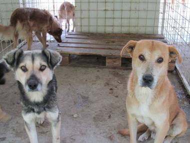 Φωτογραφία της αναφοράς:Herr Constantin Octavian schützen sie ihre Hunde in Buzau vor dem Erfrieren und den Hungertod.