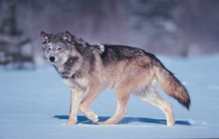 Bild der Petition: Herr Umweltminister: Setzen Sie dem Wolf Grenzen - jetzt!