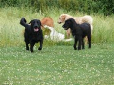 Bild der Petition: Hildesheimer BürgerInnen wünschen sich geeignete Hundefreilaufflächen