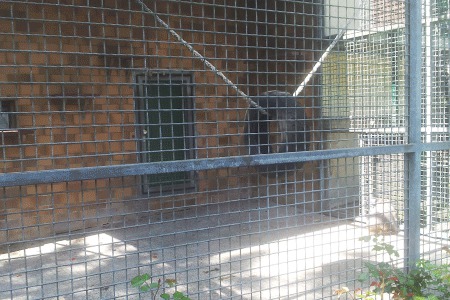 Bild der Petition: Hilf, den Rhesusaffen aus dem Tierpark Recklinghausen, ein artgerechtes Leben zu ermöglichen!