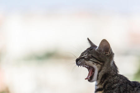 Bild der Petition: Peine maximale pour les 4 persécuteurs de chats de Torgau !