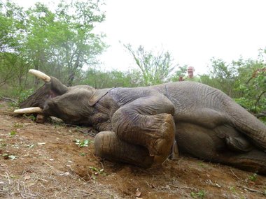Bild der Petition Hoher Thüringer Naturschutzbeamter schießt in Botswana afrikanischen Elefanten