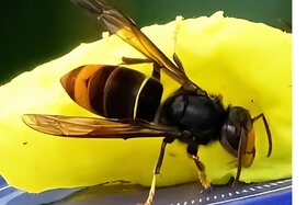 Bild der Petition: Asiatische Hornisse. Hornissennester entfernen – Landesregierung muss Bürger schützen!