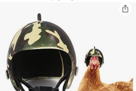 Bild der Petition: Hühner brauchen Helme!