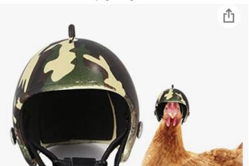 Bild der Petition Hühner brauchen Helme!