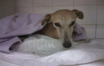 Slika peticije:Hund soll trotz Übernahme-Vereinbarung herausgegeben werden