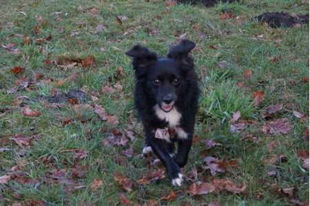 Bild der Petition: Hunde brauchen Freilauf – auch in der Stadt ELMSHORN