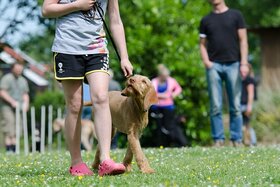 Bild der Petition: Hunde müssen untereinander spielen und trainiert werden.