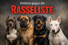 Դիմումի պատկերը՝ Hunde nach Verhalten bewerten – nicht nach Rasse.