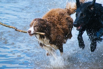Bild der Petition Hundeauslauf für Berlin, Pankow