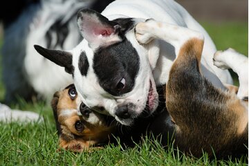Bild der Petition Hundeauslaufzone in St.Pöltens Innenstadt