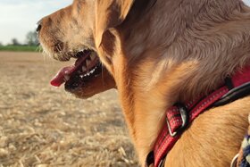 Bild der Petition: Hundefreilauffläche Hundespielplatz Niederwerrn