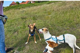 Imagem da petição: Hundefreilauffläche in Nordenham auf dem Gelände der ehemaligen Helios-Klinik