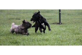 Bild der Petition: Hundefreilaufwiese an der Schwabach / Stadt Erlangen