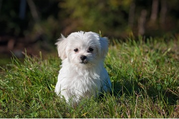 Bild der Petition Freilaufwiesen für Hunde in Sankt Augustin!