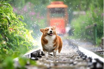 Bild der Petition Hundefreundlicher Urlaub - in ganz Deutschland!
