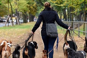 Bild der Petition: Hundeführerschein statt Listenhunde! Sicherheit für Mensch und Tier!