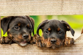 Bild der Petition: Hundeführerscheinpflicht einführen!