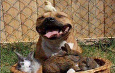 Bild der Petition: Hundekämpfe in Serbien verbieten!