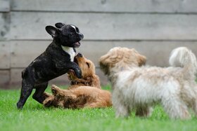Bild på petitionen:Hundeschulen im Kreis Neuwied für Gruppentraining wieder öffnen