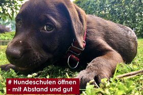 Bild der Petition: Hundeschulen komplett öffnen - jetzt!