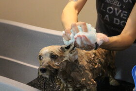 Bild der Petition: Hundeshampoo gehört in die Kosmetik Verordnung! Zum Wohl von Hund und Mensch