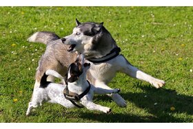 Bild der Petition: Hundespielwiesen Göppingen