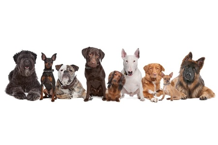 Bild der Petition: Hundesteuer angleichen