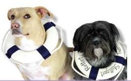 Bild der Petition: Hundesteuer direkt an Tierheime bzw Tierschutzorganisationen weiterleiten!