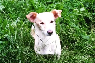 Bild der Petition Hundesteuer  sinnvoll nutzen zum schutz der Tierheime