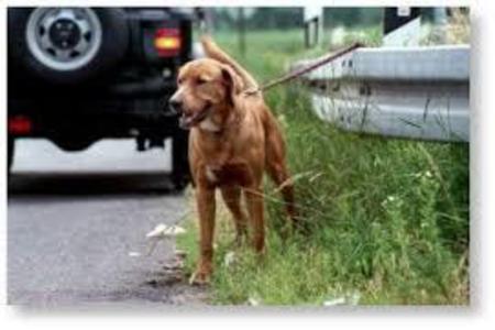 Bild der Petition Hundesteuer zur Hälfte an Tierheime und Tierschutzorganisationen abführen