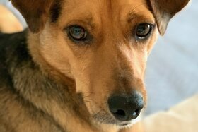 Foto van de petitie:Hundewiese - ein eingezäunter Auslaufplatz in Ladenburg