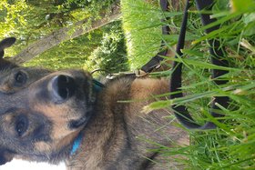 Bild der Petition: Hundewiese für Meckenheim