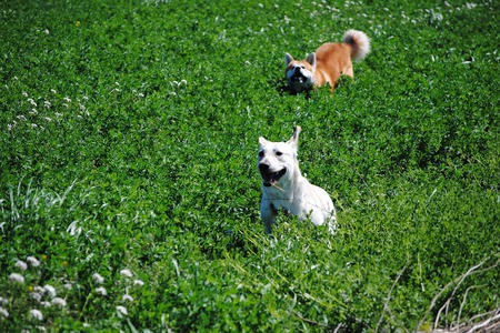 Bild der Petition: Hundewiese für Regensburg und Umgebung