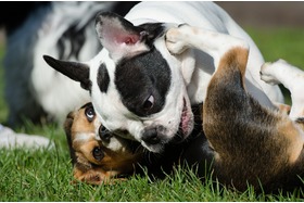 Bild der Petition: Hundewiese Heppenheim