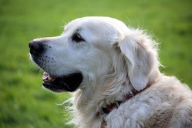 Bild der Petition: Hundewiese & Hundefreilauf für Bensheim!